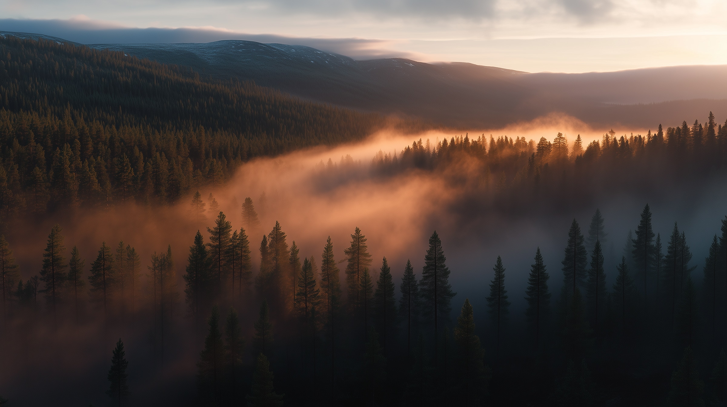 Pine forest at twilight